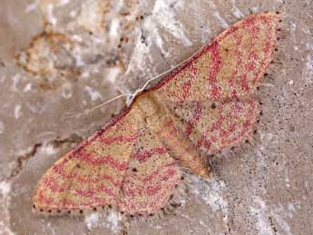 Idaea rhodogrammaria Png. adulte - Lionel Taurand