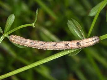  Chenille de Cataclysme riguata Hb. - Philippe Mothiron