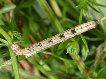  Chenille de Cataclysme riguata Hb. - Philippe Mothiron