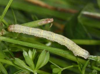  Chenille de Cataclysme riguata Hb. - ©Philippe Mothiron