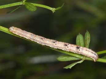  Chenille de Cataclysme riguata Hb. - ©Philippe Mothiron