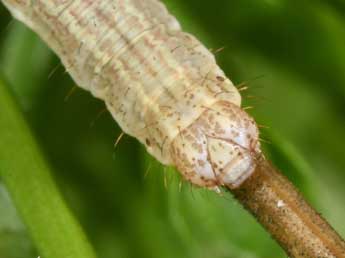  Chenille de Cataclysme riguata Hb. - ©Philippe Mothiron