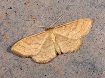 Idaea rufaria Hb. adulte - ©Philippe Mothiron