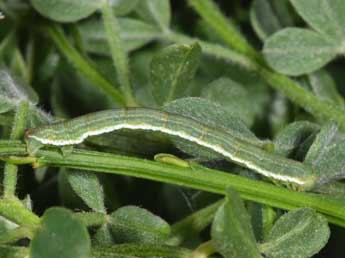  Chenille de Chesias rufata F. - ©Philippe Mothiron