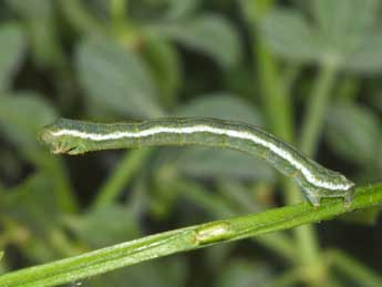  Chenille de Chesias rufata F. - ©Philippe Mothiron