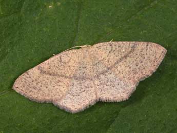 Cyclophora ruficiliaria H.-S. adulte - ©Philippe Mothiron