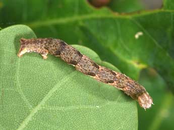  Chenille de Cyclophora ruficiliaria H.-S. - ©Philippe Mothiron