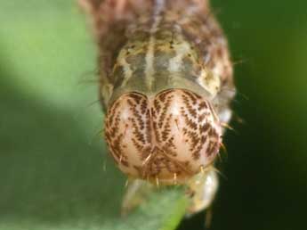  Chenille de Cyclophora ruficiliaria H.-S. - ©Philippe Mothiron