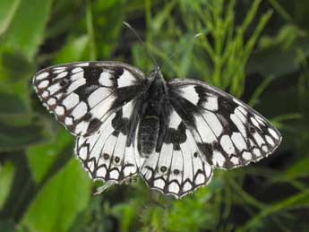 Melanargia russiae Esp. adulte - ©Philippe Mothiron