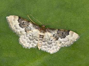 Idaea rusticata D. & S. adulte - Philippe Mothiron