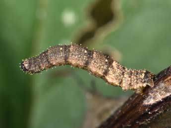  Chenille de Idaea rusticata D. & S. - ©Philippe Mothiron