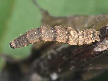  Chenille de Idaea rusticata D. & S. - ©Philippe Mothiron