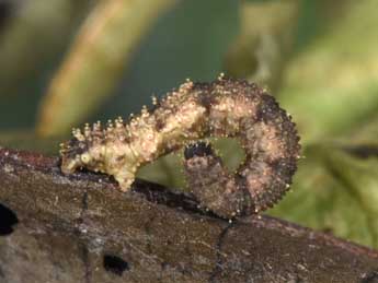  Chenille de Idaea rusticata D. & S. - Philippe Mothiron