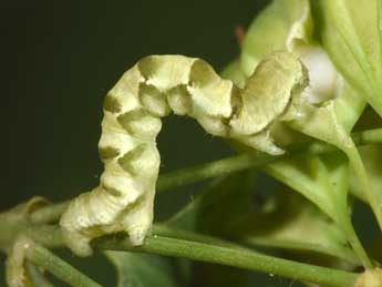  Chenille de Gagitodes sagittata F. - Philippe Mothiron