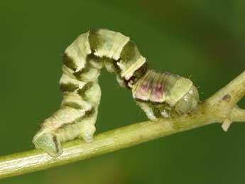  Chenille de Gagitodes sagittata F. - ©Philippe Mothiron