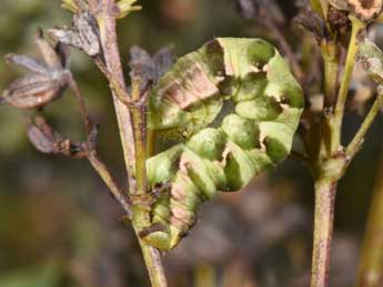  Chenille de Gagitodes sagittata F. - ©Philippe Mothiron