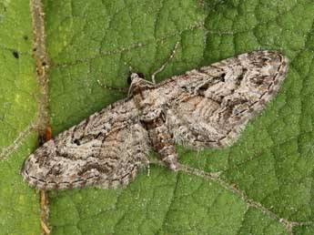 Eupithecia santolinata Mab. adulte - ©Lionel Taurand