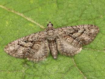 Eupithecia santolinata Mab. adulte - ©Lionel Taurand