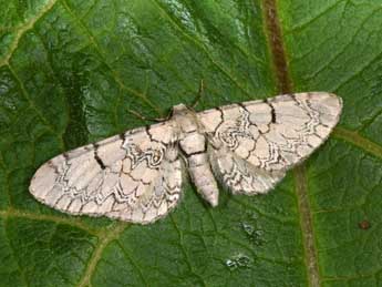 Eupithecia schiefereri Bohatsch adulte - Philippe Mothiron