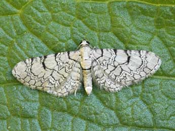 Eupithecia schiefereri Bohatsch adulte - ©Lionel Taurand