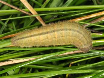  Chenille de Erebia scipio Bsdv. - Wolfgang Wagner, www.pyrgus.de