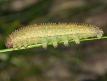  Chenille de Erebia scipio Bsdv. - ©Wolfgang Wagner, www.pyrgus.de