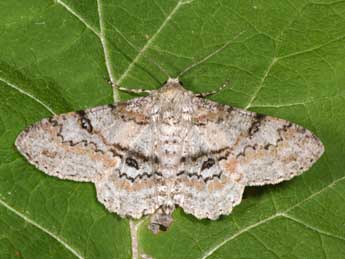 Ascotis selenaria D. & S. adulte - Philippe Mothiron