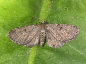 Eupithecia selinata H.-S. adulte - Philippe Mothiron