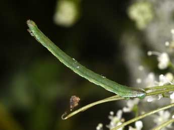  Chenille de Eupithecia selinata H.-S. - ©Philippe Mothiron