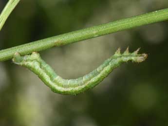  Chenille de Eupithecia selinata H.-S. - Philippe Mothiron