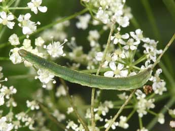  Chenille de Eupithecia selinata H.-S. - Philippe Mothiron