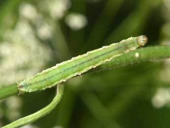  Chenille de Eupithecia selinata H.-S. - Philippe Mothiron