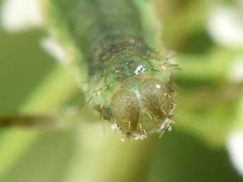  Chenille de Eupithecia selinata H.-S. - ©Philippe Mothiron