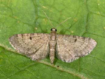 Eupithecia selinata H.-S. adulte - Philippe Mothiron