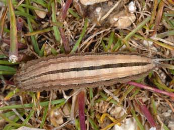  Chenille de Hipparchia semele L. - Wolfgang Wagner, www.pyrgus.de