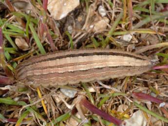  Chenille de Hipparchia semele L. - Wolfgang Wagner, www.pyrgus.de