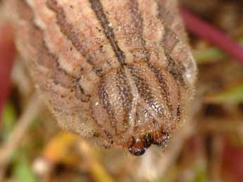  Chenille de Hipparchia semele L. - ©Wolfgang Wagner, www.pyrgus.de