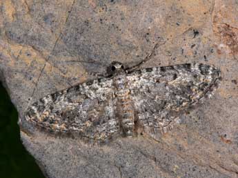 Eupithecia semigraphata Brd adulte - Philippe Mothiron