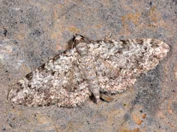 Eupithecia semigraphata Brd adulte - Philippe Mothiron