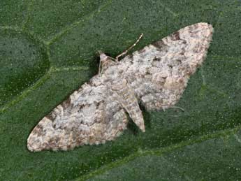 Eupithecia semigraphata Brd adulte - ©Philippe Mothiron