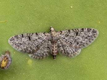 Eupithecia senorita Mironov adulte - ©Lionel Taurand