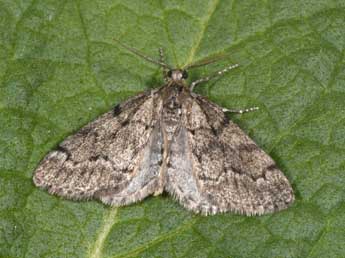 Tephronia sepiaria Hfn. adulte - Philippe Mothiron