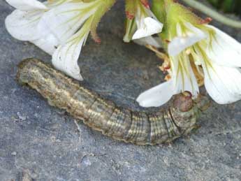  Chenille de Sciadia septaria Gn. - ©Lionel Taurand