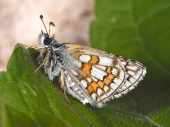 Pyrgus sidae Esp. adulte - Philippe Mothiron