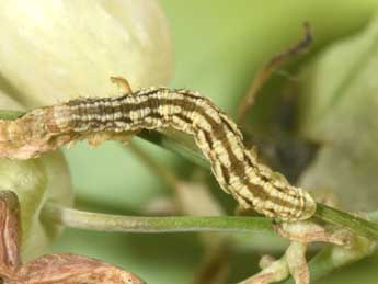  Chenille de Eupithecia silenata Assman - Philippe Mothiron