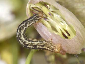  Chenille de Eupithecia silenata Assman - Philippe Mothiron