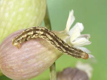  Chenille de Eupithecia silenata Assman - Philippe Mothiron