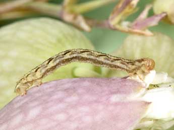  Chenille de Eupithecia silenata Assman - Philippe Mothiron