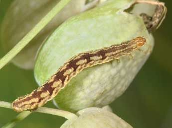  Chenille de Eupithecia silenata Assman - Philippe Mothiron