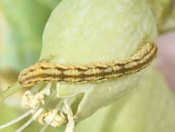  Chenille de Eupithecia silenata Assman - ©Philippe Mothiron